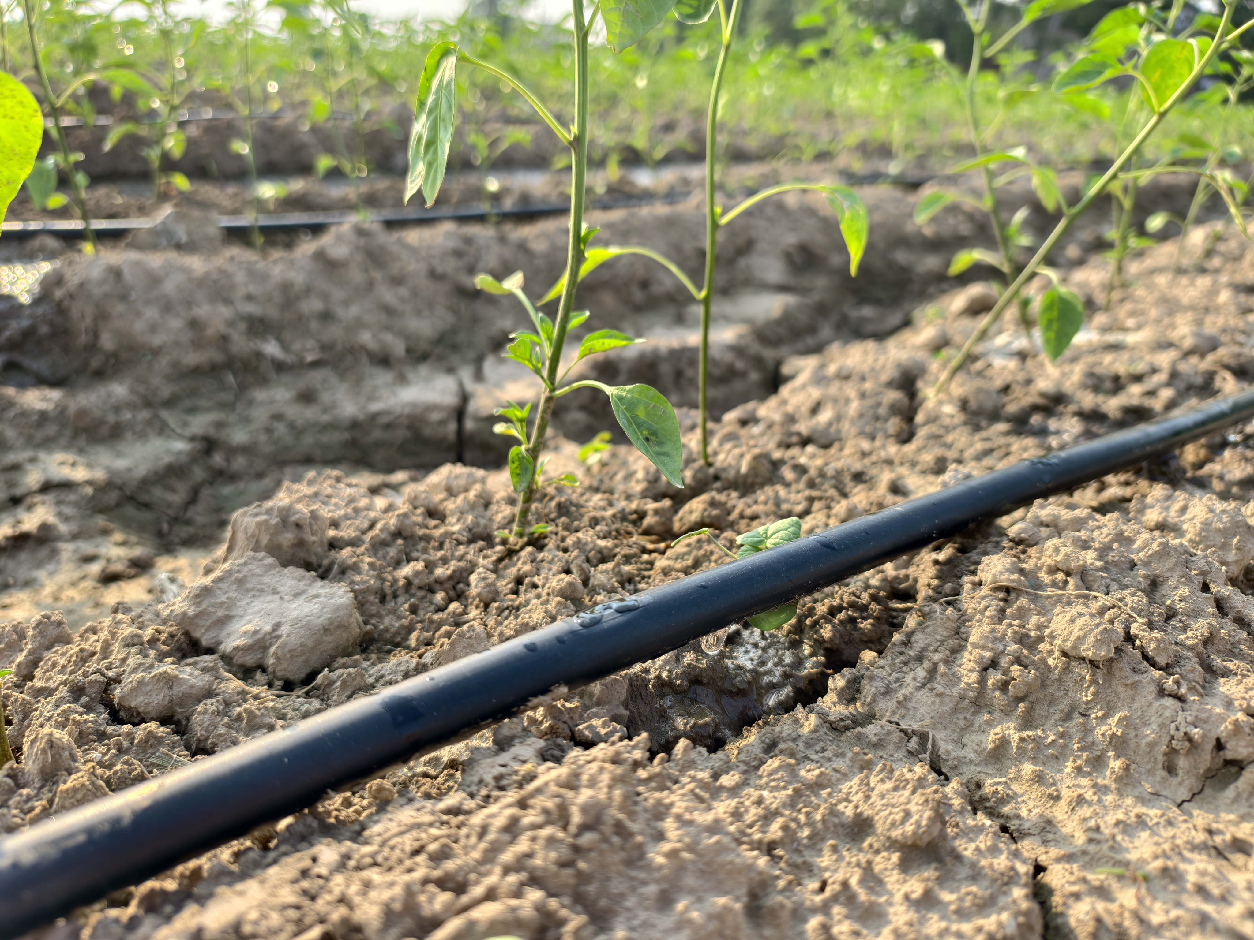 科学灌溉，助力高效农业